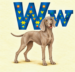 Weimaraner i Augusta