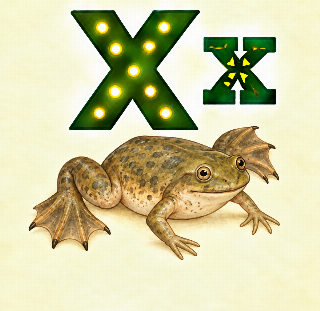 Xenopus i Augusta
